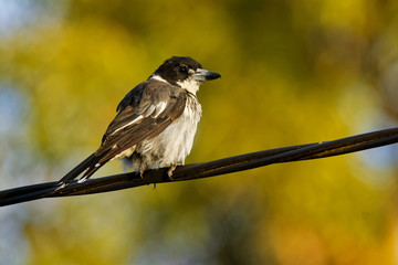 Grey butcherbird - Cracticus torquatus  is a widely distributed species endemic to Australia, occurs in a range of different habitats, has a characteristic rollicking birdsong
