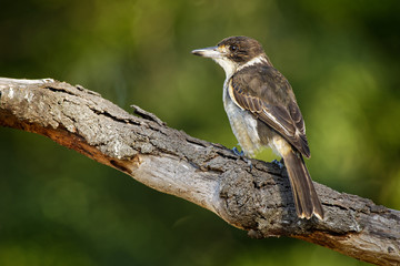 Fototapeta premium Grey butcherbird - Cracticus torquatus is a widely distributed species endemic to Australia, occurs in a range of different habitats, has a characteristic rollicking birdsong