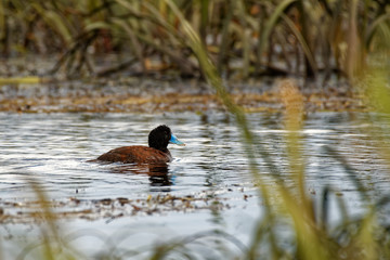 Blue-billed duck - Oxyura australis - small Australian stiff-tailed duck, with both the male and female growing to a length of 40 cm, Australia