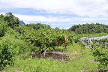 Fototapeta na wymiar White peach in Okayama, Japan