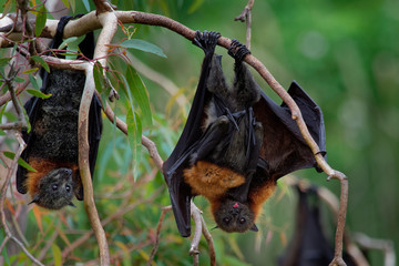 Pteropus poliocephalus - Gray-headed Flying Fox in the evening, fly away from day site, hang down on the branch