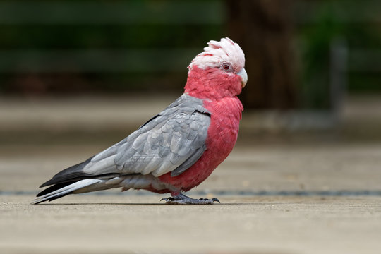 Galah - Eolophus roseicapilla - known as the rose-breasted cockatoo, galah cockatoo, pink and grey cockatoo or roseate cockatoo