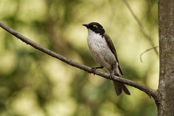Obraz premium White-naped Honeyeater - Melithreptus lunatus - one of australian honeyeaters in the forest. Australia