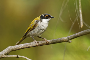 White-naped Honeyeater - Melithreptus lunatus - one of australian honeyeaters in the forest....