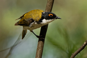 White-naped Honeyeater - Melithreptus lunatus - one of australian honeyeaters in the forest....