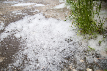 White fluff lies on the edge of the road on the green grass. concept poplar allergy - spring time -...