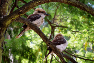 Dacelo novaeguineae - Laughing Kookaburra big kingfisher sitting on the branch in green forrest  in Tasmania, Australia