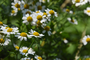 Wild chamomile field flowers background. Beautiful scene with blooming medical chamomilles in nature. Herbal plant for alternative medicine.