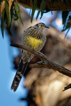 Yellow Wattlebird - Anthochaera paradoxa  the largest of the honeyeaters, endemic to Tasmania, Australia