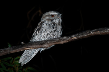 Tawny Frogmouth (Podargus strigoides) nightjar from Australia, sitting on the tree in the night