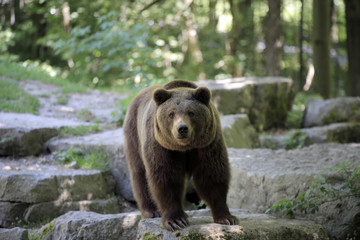 Braunbär (Ursus arctos) auf Nahrungssuche