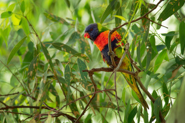Rainbow Lorikeet - Trichoglossus moluccanus- species of parrot found in Australia, common along the eastern seaboard, from northern Queensland to South Australia