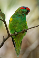 Musk Lorikeet  - Glossopsitta concinna  lorikeet, now the only species in the genus Glossopsitta. It inhabits south-central/eastern Australia