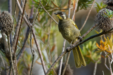 Yellow-throated Honeyeater - Nesoptilotis flavicollis - australian bird with yellow throat. Australia