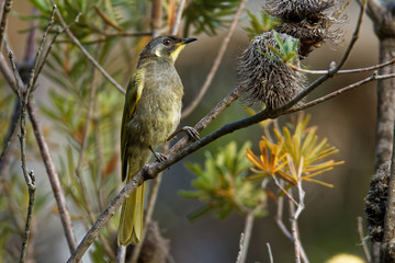 Yellow-throated Honeyeater - Nesoptilotis flavicollis - australian bird with yellow throat. Australia