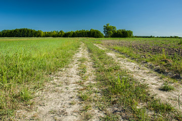 Sandy road through meadows and fields to the forest