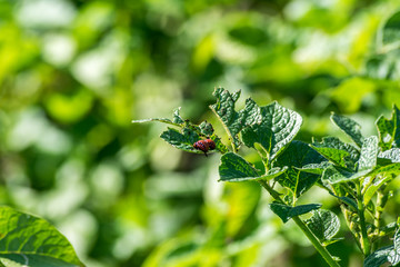 The larvae of Colorado beetle on potato leaves.