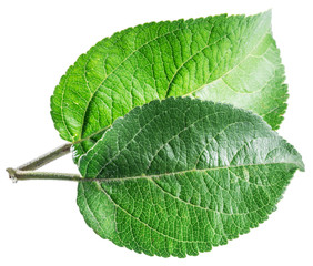 Green apple leaves on the white background.