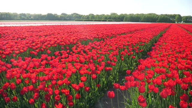 Campo di tulipani rossi in Olanda