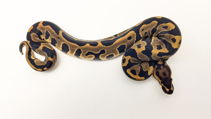 Fototapeta premium Leopard Royal Python