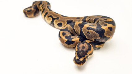 Leopard Royal Python