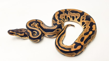 Leopard Orange Dream Royal Python