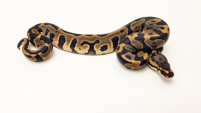 Leopard Royal Python