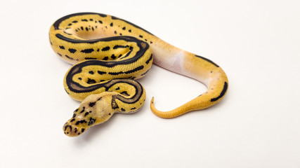 Leopard Orange Dream Pastel Yellow Belly Clown Royal Python