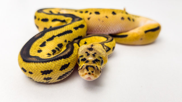 Leopard Orange Dream Pastel Yellow Belly Clown Royal Python