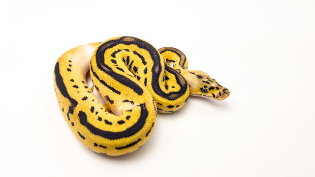 Leopard Orange Dream Pastel Yellow Belly Clown Royal Python