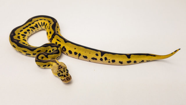Leopard Pastel Yellow Belly Clown Royal Python