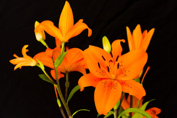 Beautiful orange lily flowers isolated on black background. Floral concept