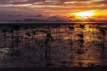 Mangroves swamps on shallow water at sunset in the island of Koh Phangan, Thailand. Summer vacation, travel destination concepts