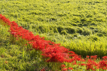 葛城古道彼岸花咲く頃