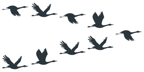 Obraz na płótnie Canvas Flock of cranes or stork black silhouette in flying. Vector flat illustration of bird migration isolated on white background.