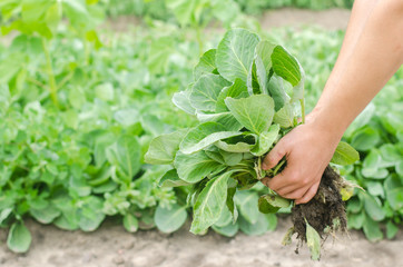 Fototapeta na wymiar the farmer is holding cabbage seedlings ready for planting in the field. farming, agriculture, vegetables, agroindustry.