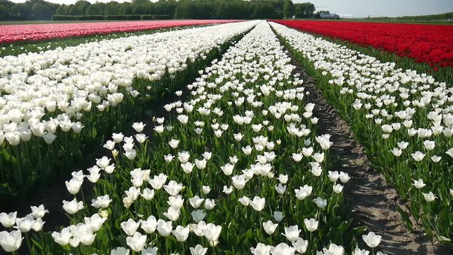 Coltivazione dei tulipani in Olanda