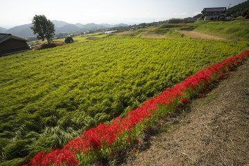 葛城古道彼岸花咲く頃