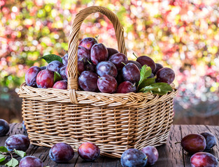 Plum harvest. Ripe plums in the basket on the table.