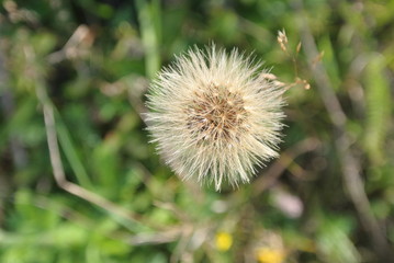 plants flowers