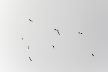 A flock of storks on white background