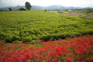葛城古道彼岸花咲く頃