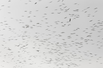 A flock of storks on white background