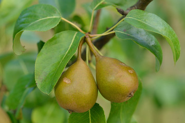 Birnbaum am Strassenrand