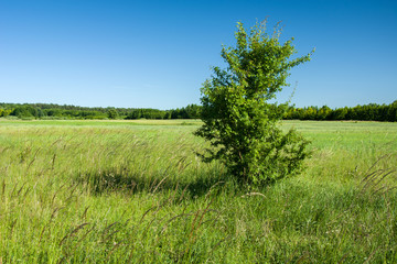 Fototapeta premium Single tree on a green meadow and blue sky