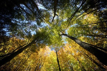 Fototapeta premium Autumn in the Pyrenees