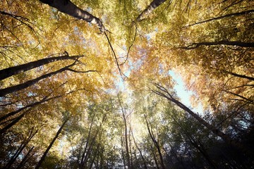 Autumn in the Pyrenees