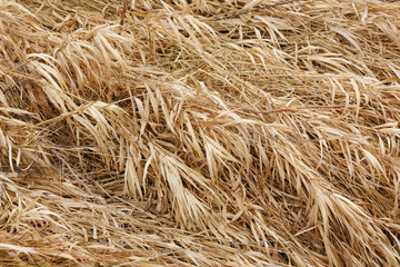 Dry grass texture