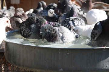 Kąpiel gołębi