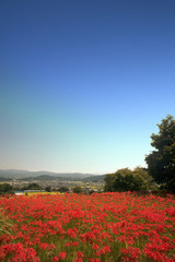 葛城古道彼岸花咲く頃